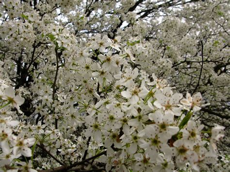 white flowering tree blooming now